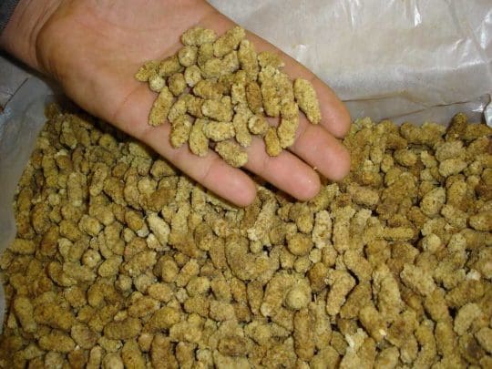 تصویر 1 از خرید و فروش توت خشک ارگانیک با شرایط فوق العاده